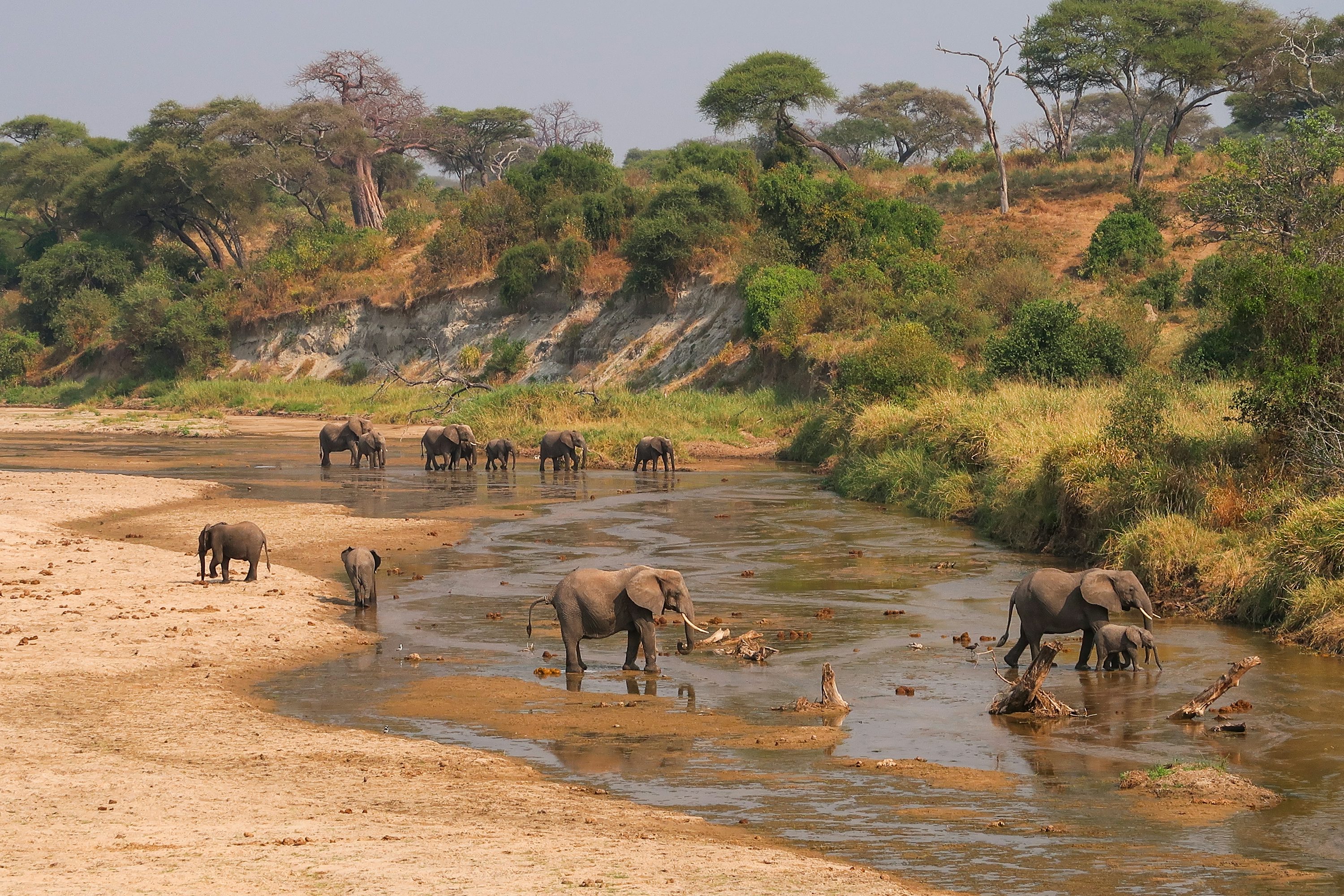 Tarangire