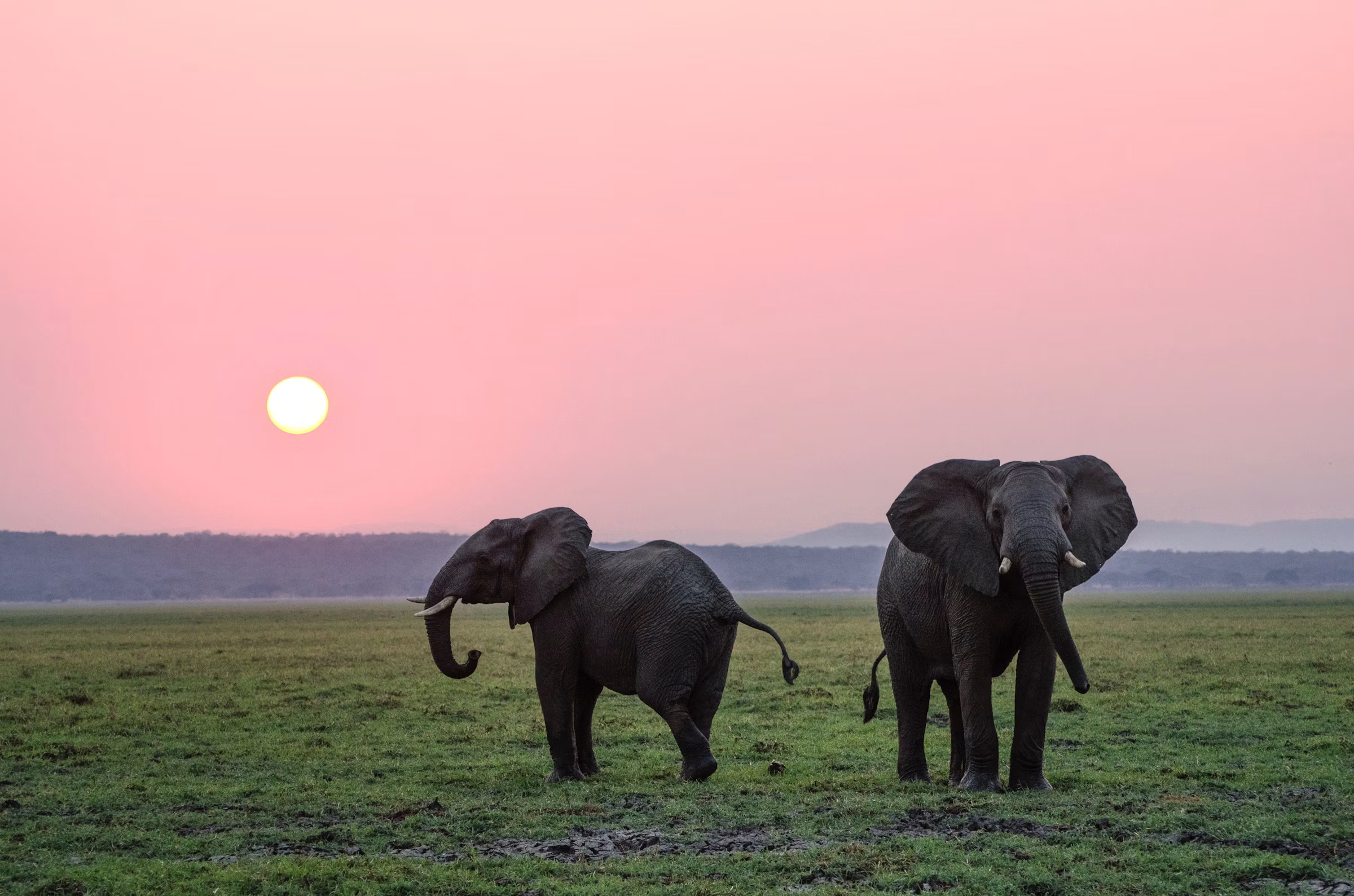 Ngorongoro