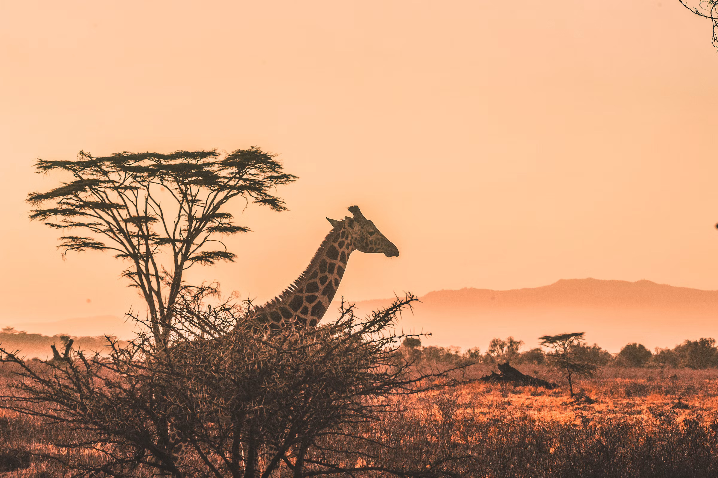 Tarangire